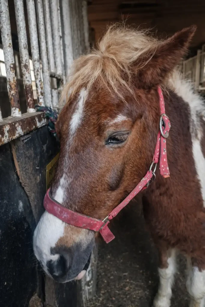 Bereits Kinder ab vier Jahren werden spielerisch