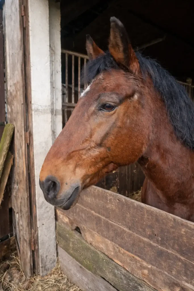 Vom jungen Aufzuchtpferd bis zur liebevollen