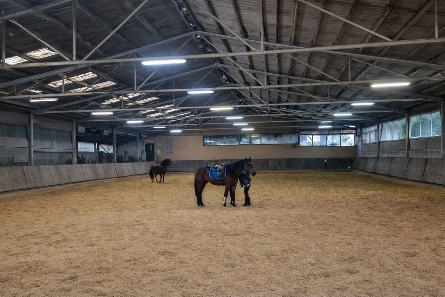 Reitplatz mit mehreren Pferden
